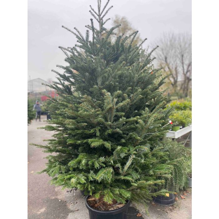 albero di natale naturale 
