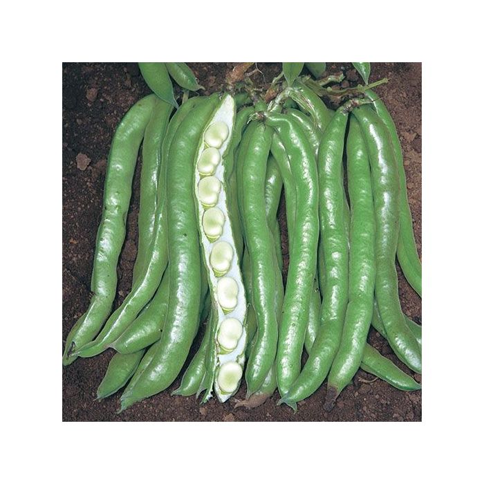 fava sciabola verde ingegnoli