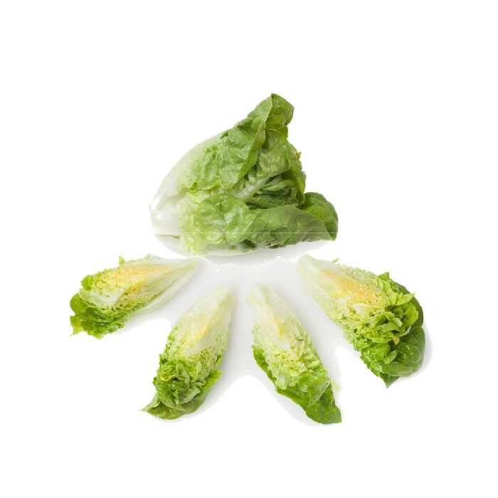 INGEGNOLI LATTUGA LITTLE GEM TUDELA SEZIONI INGEGNOLI LATTUGA LITTLE GEM TUDELA SEZIONI