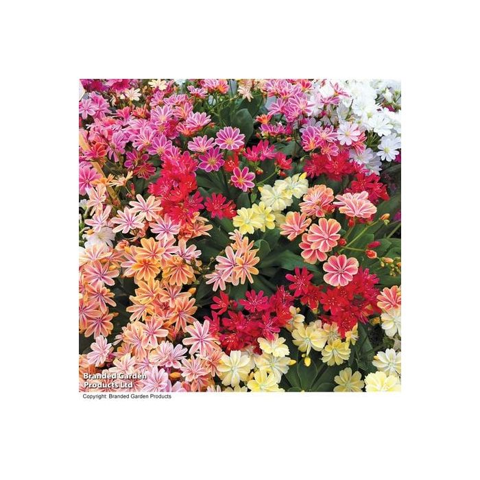 lewisia in miscuglio colorato