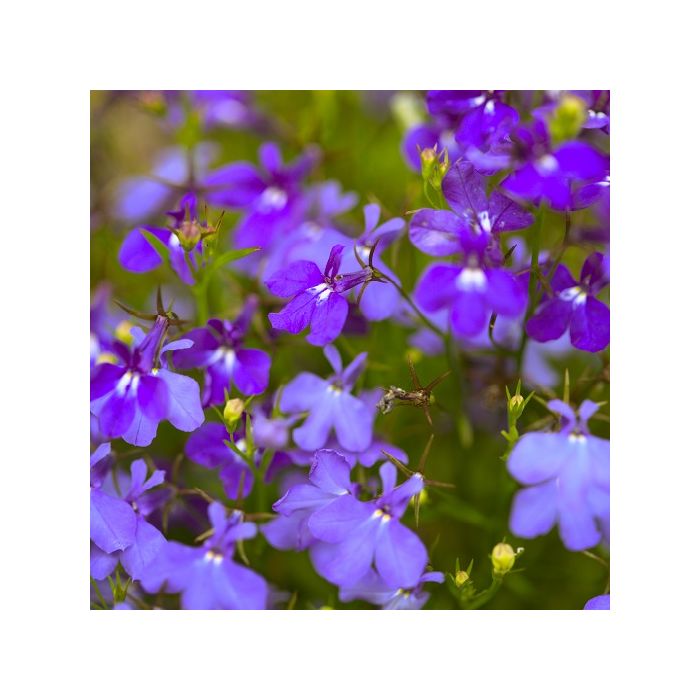 fiori di lobelia blu violetto su sfondo verde prato fiori di lobelia blu violetto su sfondo verde prato