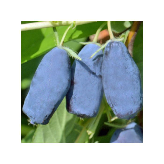 Mirtillo Siberiano Zojka Lonicera kamtschatica con frutti Mirtillo Siberiano Zojka Lonicera kamtschatica con frutti