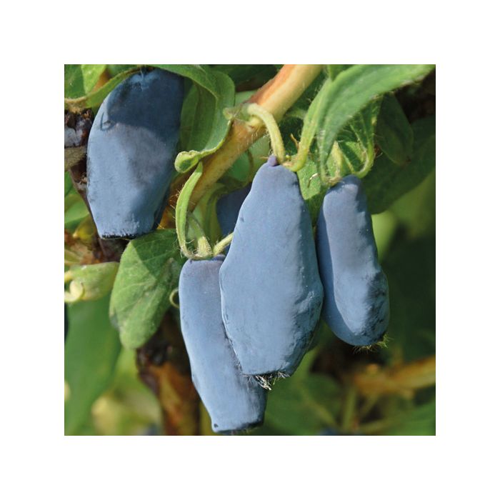 Mirtillo della Kamtschatka Zojka con frutti – Lonicera caerulea kamtschatica Mirtillo della Kamtschatka Zojka con frutti – Lonicera caerulea kamtschatica