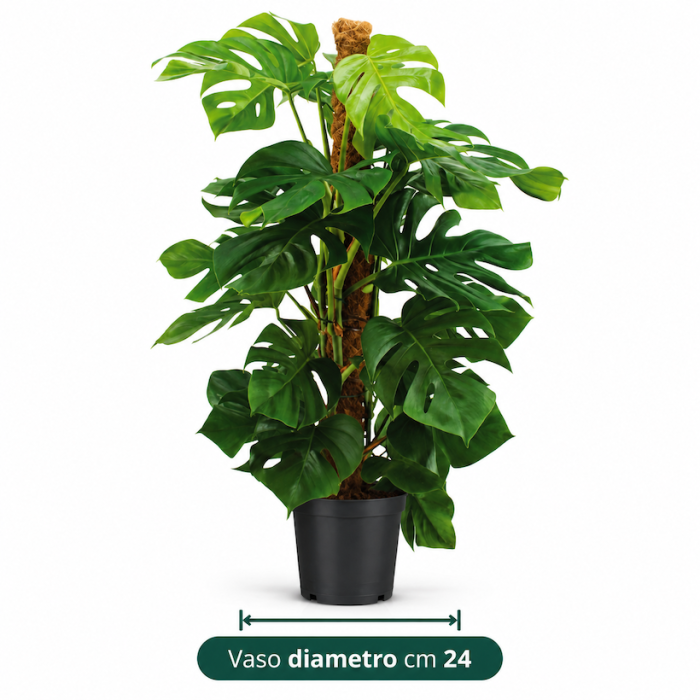 Monstera deliciosa in vaso, pianta da appartamento con grandi foglie verdi incise Monstera deliciosa in vaso, pianta da appartamento con grandi foglie verdi incise