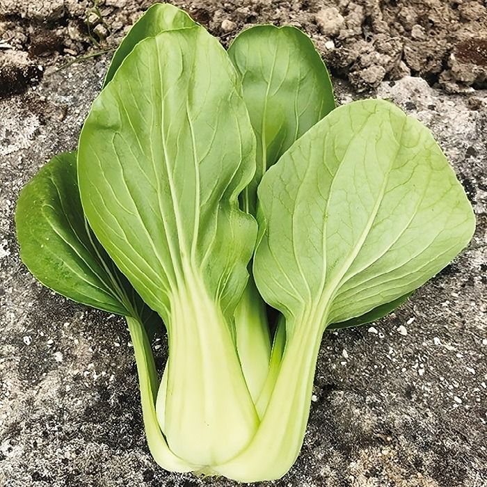 pak choi de shou