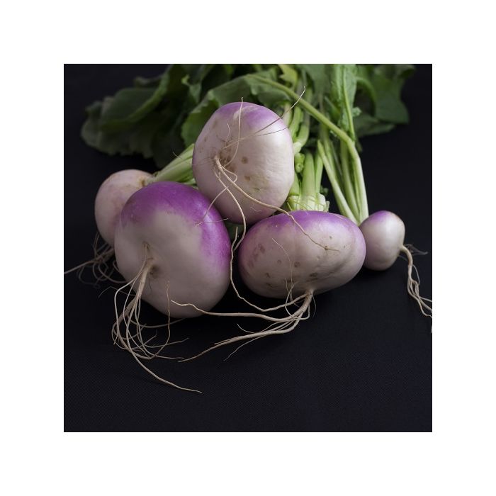 cinque rape bianche con colletto viola su sfondo nero cinque rape bianche con colletto viola su sfondo nero