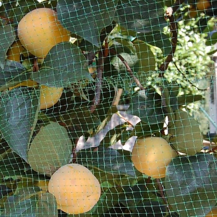 RETE PROTEZIONE FRUTTI RETE PROTEZIONE FRUTTI