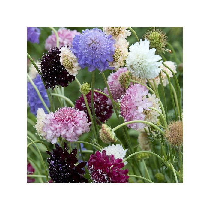scabiosa fratelli ingegnoli scabiosa fratelli ingegnoli