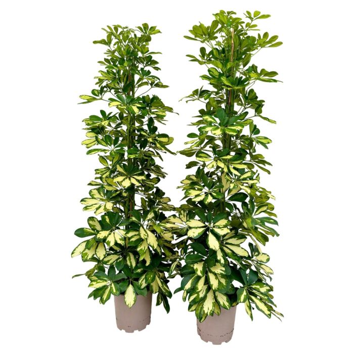 schefflera in vaso schefflera in vaso