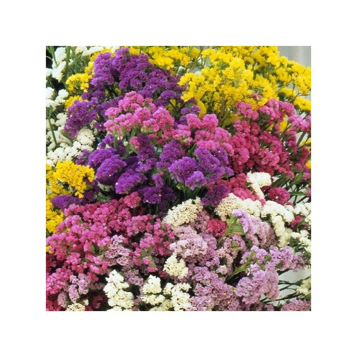 fiori di statice in miscuglio di colori viola, rosa, giallo e bianco fiori di statice in miscuglio di colori viola, rosa, giallo e bianco