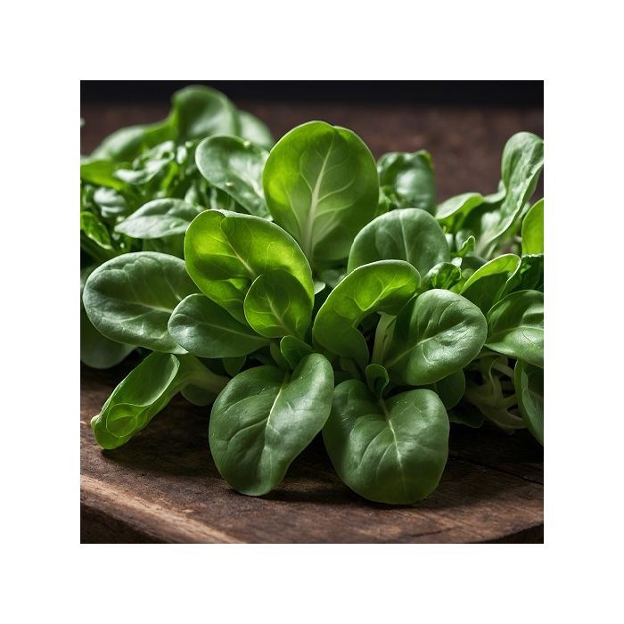 valeriana valerianella ingegnoli soncino songino valeriana valerianella ingegnoli soncino songino