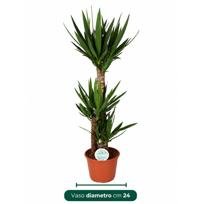 Yucca elephantipes in vaso da appartamento con fusto robusto e chioma di foglie verdi - Ingegnoli Yucca elephantipes in vaso da appartamento con fusto robusto e chioma di foglie verdi - Ingegnoli