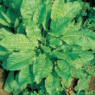 ACETOSA A LARGHE FOGLIE BIONDE (Rumex acetosa) - 1001