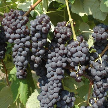 VITE DA TAVOLA OPALINA FRAGOLA NERA AROMATICA - 9VT11-