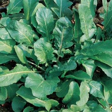 RIBBON-GROWED Arugula - 10047