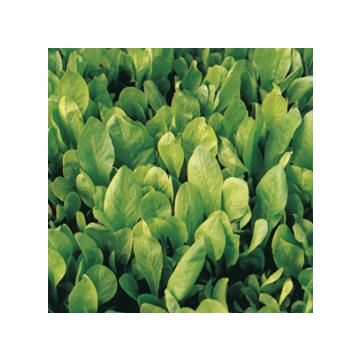 Very blonde chicory from Trieste in ribbon form - 10073