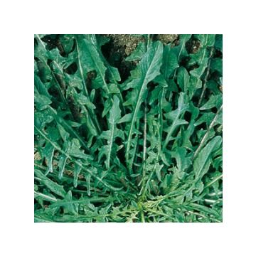 WILD FIELD CHICORY WITH RIBBONS - 10075
