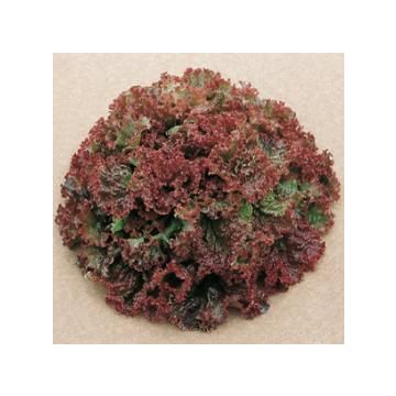 LOLLO ROSSA RIBBON LETTUCE - 10083