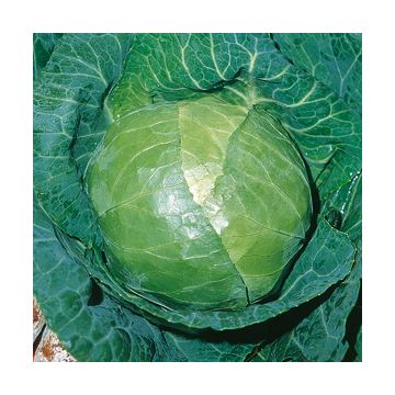 CABBAGE ROEM VAN ENKHUIZEN 2 IN RIBBON - 10094