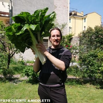 BIETA MOSTRUOSA D'INGEGNOLI A COSTE D'ARGENTO - 1027
