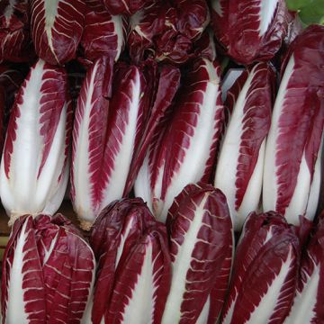 CICORIA RADICCHIO DI TREVISO 2 - 1104