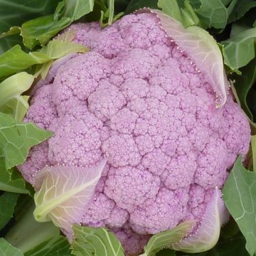 CAVOLFIORE HYBRID F1 PARMAC - 1062
