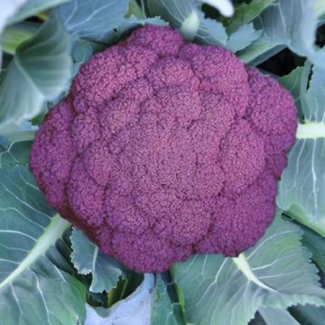 CAVOLFIORE HYBRID F1 PURPLE QUEEN - 1073