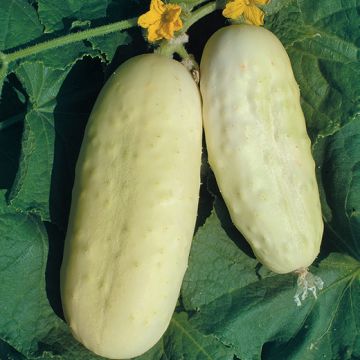 CETRIOLO WHITE WONDER - 1121