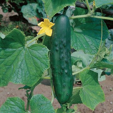 CETRIOLO VERDE LUNGHISSIMO D'INGEGNOLI - 1122