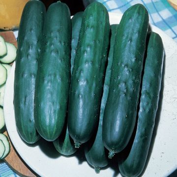 CETRIOLO "VERTE LONG MARAICHER" - 1123