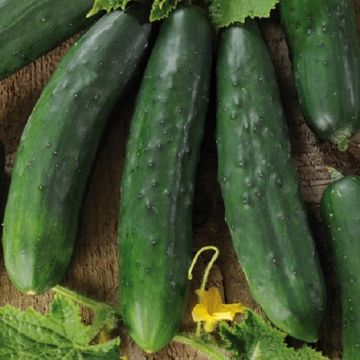 MARKETMORE 76 ORGANIC CUCUMBER - 1126/B