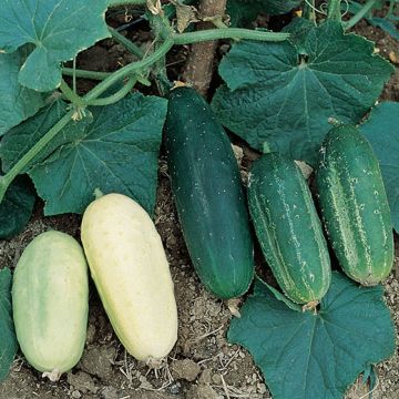 CETRIOLO MISCUGLIO DI TUTTE LE VARIETÀ ELENCATE - 1128
