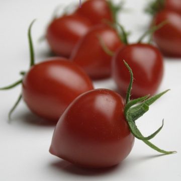 POMODORO HYBRID F1 GARDENBERRY - 1313