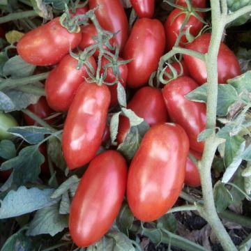 POMODORO SUPER SARNO F1 - 1333