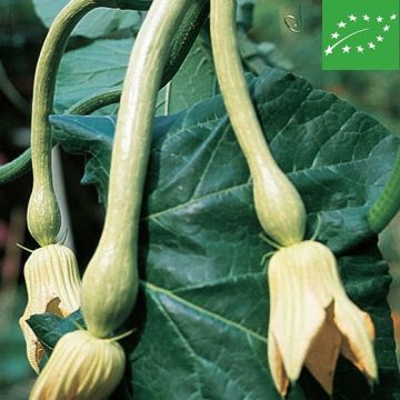 ZUCCA o ZUCCHINO RAMPICANTE TROMBONCINO D'ALBENGA BIO - 1369B