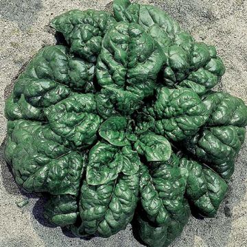 SPINACIO VIRIDIS OLTER - 1383