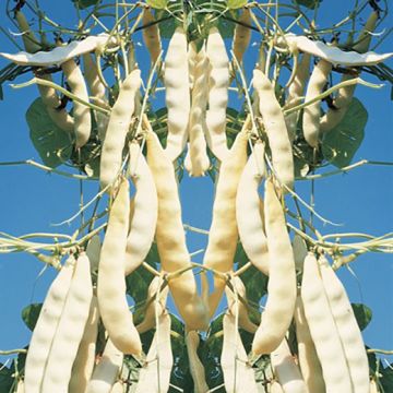 FAGIOLO RAMPICANTE MANGIATUTTO MERAVIGLIA DI VENEZIA A GRANO NERO - 1139