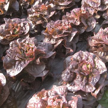 RED MAIKO LETTUCE - 1397