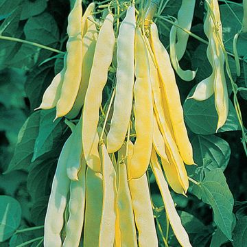 MARENGO CLIMBING FOOD BEAN (white grain) - 1141