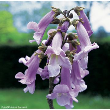 PAULOWNIA TOMENTOSA - 8L053-