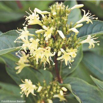 DIERVILLA RIVULARIS - 8L054-