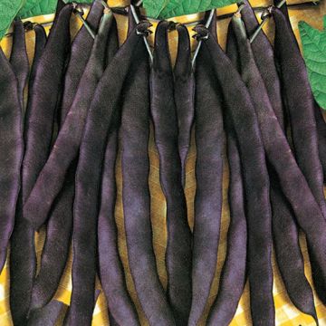 PURPLE-CUT CLIMBING BEAN - 1143
