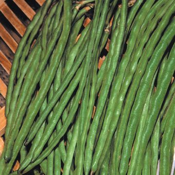 Climbing Bean, one meter tall, pink tapir seed - 1144