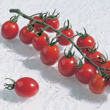 POMODORO HYBRID F1 APERO - 1443