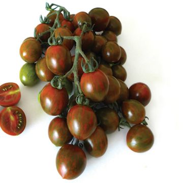 POMODORO HY F1 MORETTINO - 1445