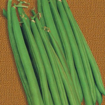 Bobis Black Grain Climbing Bean - 1146