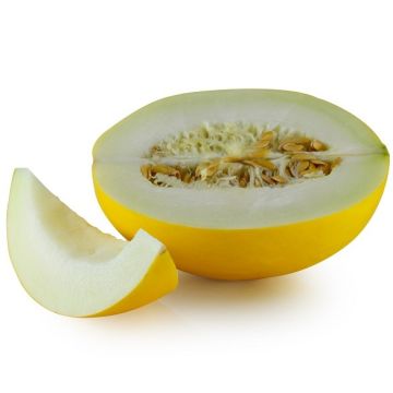 MELONE HYBRID F1 ITALICO - 1546