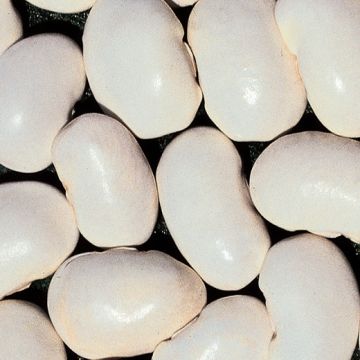 FAGIOLO RAMPICANTE SPAGNA BIANCO - 1157