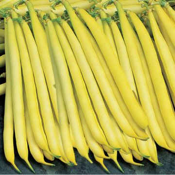 FAGIOLO NANO MANGIATUTTO KINGHORN WAX (Burro d'Ingegnoli) - 1159