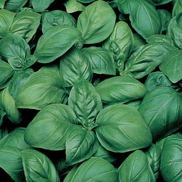 BASILICO GECOM GIÀ BAGECO IN PILLOLE O GRUMI MULTISEM (più semi in una sola pillola) - 10002
